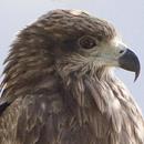 HK Birds APK