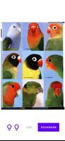 Lovebirds Breeding captura de pantalla 1