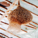 Wall Bird nests Papper CZ aplikacja
