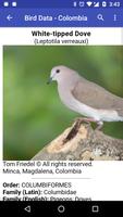 Bird Data - Colombia Poster