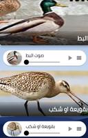 اصوات طيور للصيد 2022 بدون نت screenshot 1