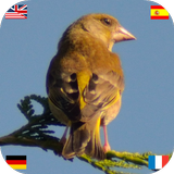 Oiseaux de l'Europe icône