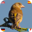 Birds of Europe (DE EN ES FR) aplikacja