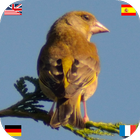 Birds of Europe ikona