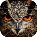 Bird Jigsaw APK