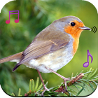 Birds Sound Ringtones icon