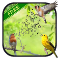 Birds Singing Sounds