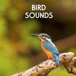 Birds Sounds