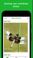 Dragonfly ID اسکرین شاٹ 1