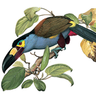 Icona Birds of Ecuador