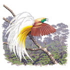 Birds of New Guinea أيقونة