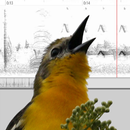 Bird Vocs Learn Bird Sounds APK