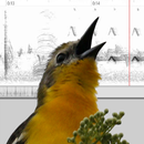 APK Bird Vocs Learn Bird Sounds
