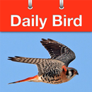 Daily Bird APK