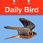 Daily Bird 아이콘