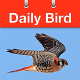 Daily Bird 图标