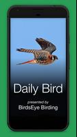 Daily Bird 포스터
