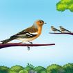 Bird Sort Puzzle Sort Games