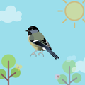Bird Sound