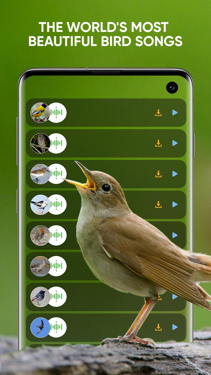 Игра звук птичек. Звуки птиц. Птицы на андроид. Аудио птиц. Голоса птиц аудио.