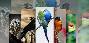 Birds Wallpaper