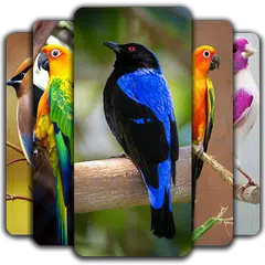 Birds Wallpaper APK download