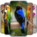鳥の壁紙 APK