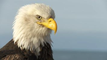 Video Touch - Oiseaux capture d'écran 2