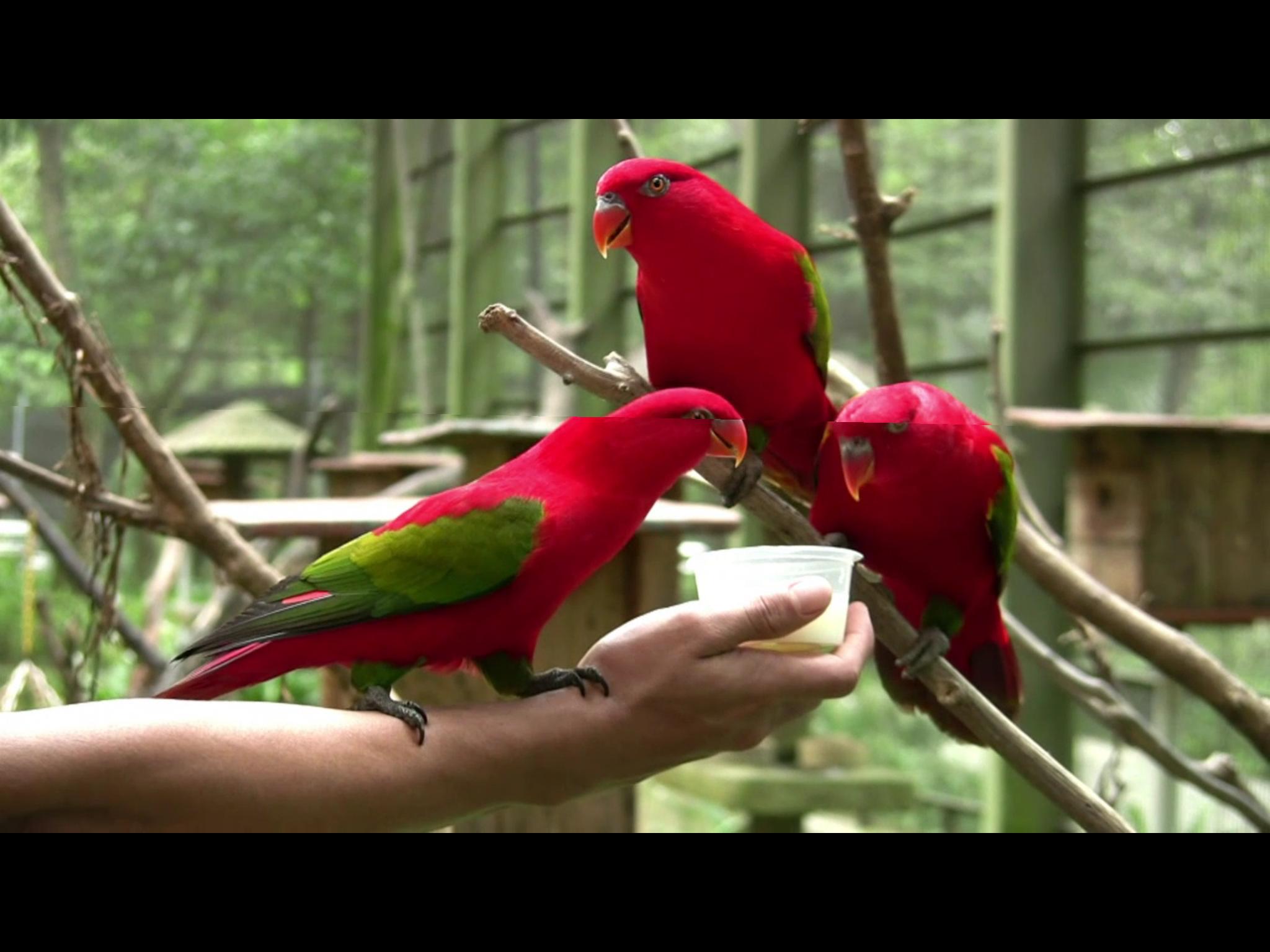 Touch animals. Птица тач. Sound Touch Birds. Video Touch животных. Touch on Bird Tidders.