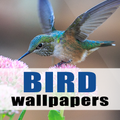 Birey - Bird Wallpapers 4K