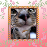 綺麗な写真立て Widget आइकन
