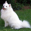 Dog LWP APK