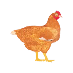 Baixar My Poultry Manager - Farm app XAPK
