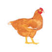 My Poultry Manager - Farm app