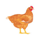 My Poultry Manager иконка