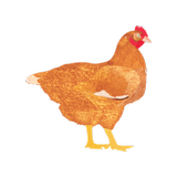 My Poultry Manager icon