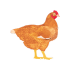 My Poultry Manager icon