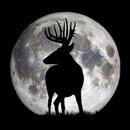 Deer Hunters Moon Guide APK