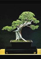 Idées de bonsaï japonais capture d'écran 3