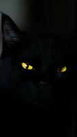 Fonds d'écran chat noir capture d'écran 1