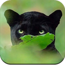 APK Black Panther Wallpaper HD
