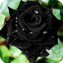 Black Rose Wallpaper APK