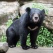 Black Bear Wallpaper
