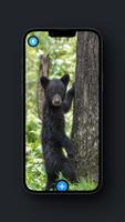 Black Bear Wallpaper Cartaz