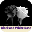 black and white rose আইকন