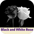 black and white rose