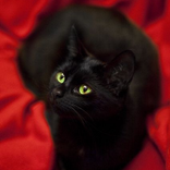 Black Cat Wallaper
