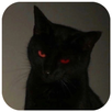 Exe Black Cats Wallpaper APK