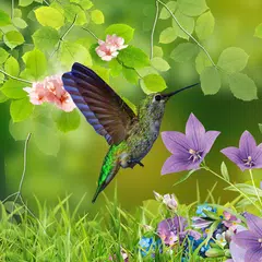 Hummingbirds wallpaper APK download