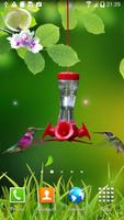 Hummingbirds wallpaper Poster